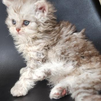 chaton Selkirk Rex Longhair chocolate silver spotted tabby Chatterie Ochatmouton