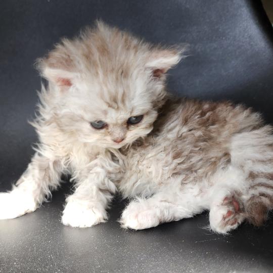 chaton Selkirk Rex Longhair chocolate silver spotted tabby Chatterie Ochatmouton