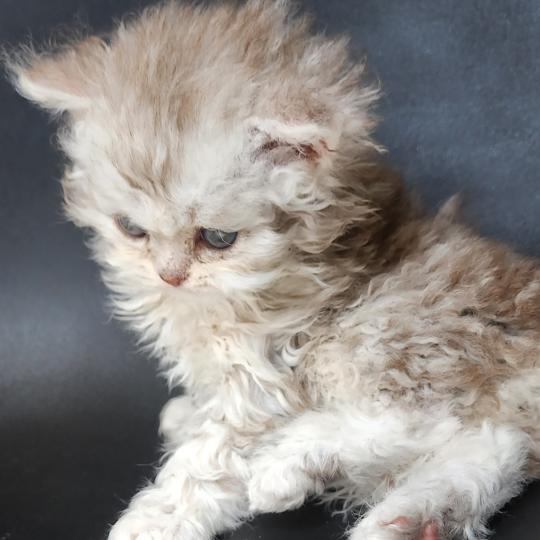 chaton Selkirk Rex Longhair chocolate silver spotted tabby Chatterie Ochatmouton