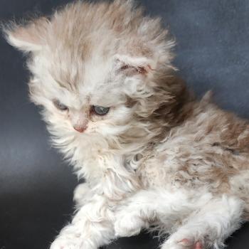 chaton Selkirk Rex Longhair chocolate silver spotted tabby Chatterie Ochatmouton