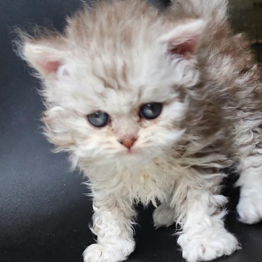 chaton Selkirk Rex Longhair chocolate silver spotted tabby Chatterie Ochatmouton