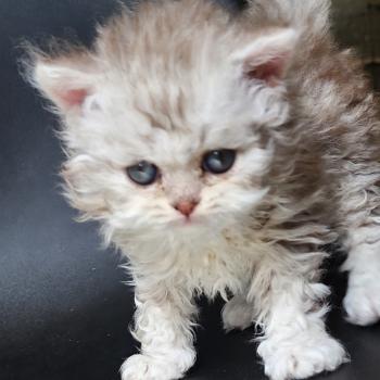 chaton Selkirk Rex Longhair chocolate silver spotted tabby Chatterie Ochatmouton