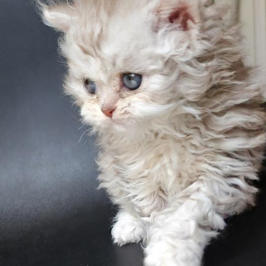 chaton Selkirk Rex Longhair chocolate silver spotted tabby Chatterie Ochatmouton