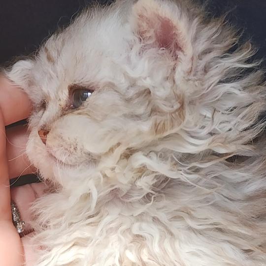 chaton Selkirk Rex Longhair chocolate silver spotted tabby Chatterie Ochatmouton