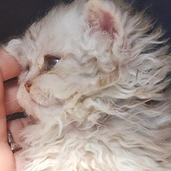 chaton Selkirk Rex Longhair chocolate silver spotted tabby Chatterie Ochatmouton