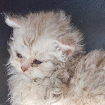 chaton Selkirk Rex Longhair chocolate silver spotted tabby Chatterie Ochatmouton