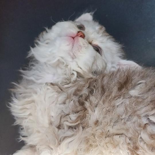 chaton Selkirk Rex Longhair chocolate silver spotted tabby Chatterie Ochatmouton