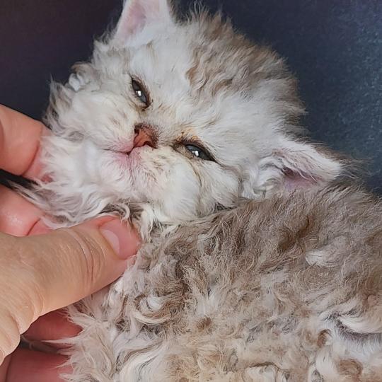 chaton Selkirk Rex Longhair chocolate silver spotted tabby Chatterie Ochatmouton