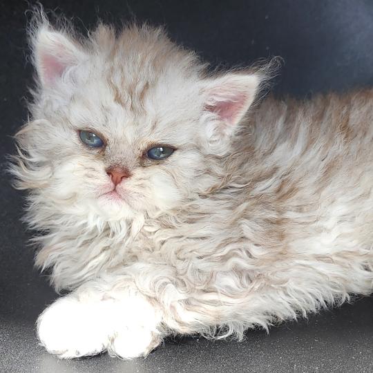 chaton Selkirk Rex Longhair chocolate silver spotted tabby Chatterie Ochatmouton