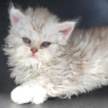 chaton Selkirk Rex Longhair chocolate silver spotted tabby Chatterie Ochatmouton