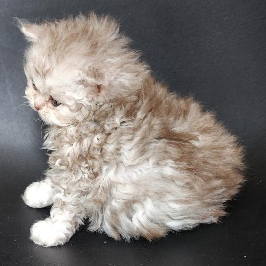chaton Selkirk Rex Longhair chocolate silver spotted tabby Chatterie Ochatmouton