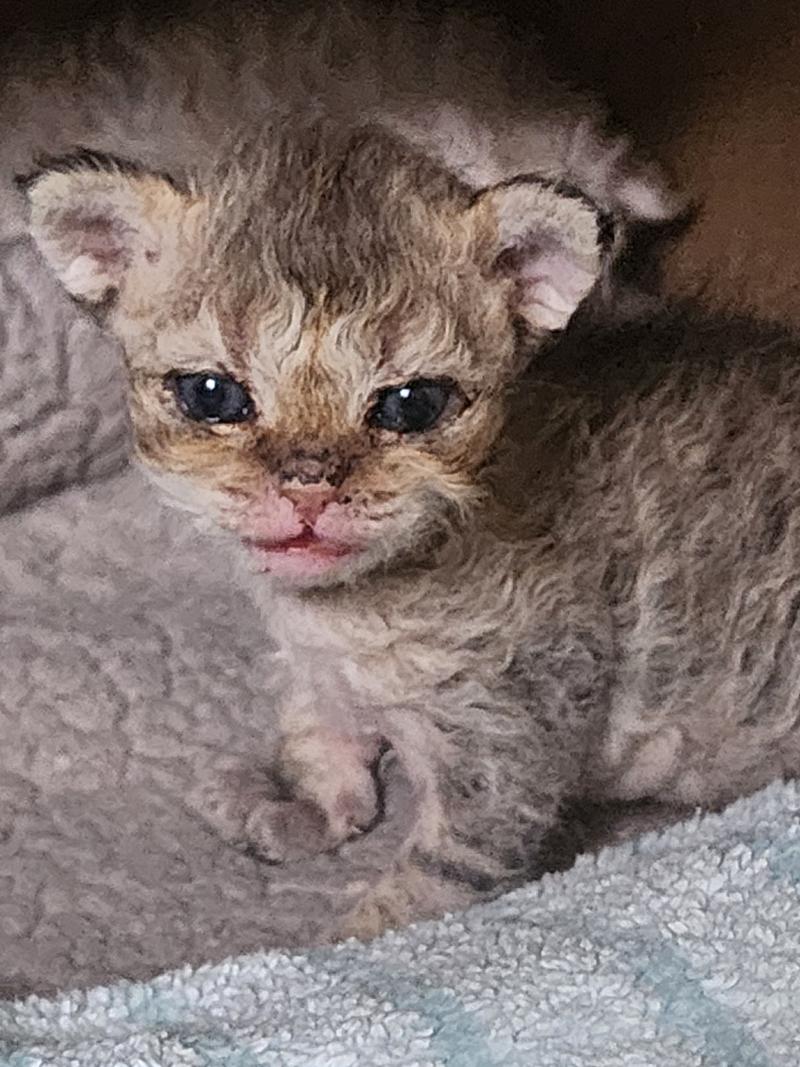 3e chaton (Portée TOFFI FAY ❤ CHAZAM 2026) - Mâle brown spotted tabby Mâle Selkirk Rex Longhair