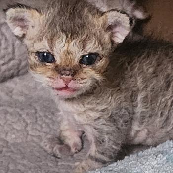 chaton Selkirk Rex Longhair brown spotted tabby Chatterie Ochatmouton