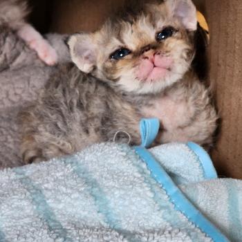 chaton Selkirk Rex Longhair brown spotted tabby Chatterie Ochatmouton