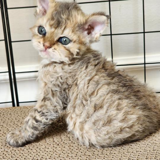 chaton Selkirk Rex Longhair brown spotted tabby Chatterie Ochatmouton