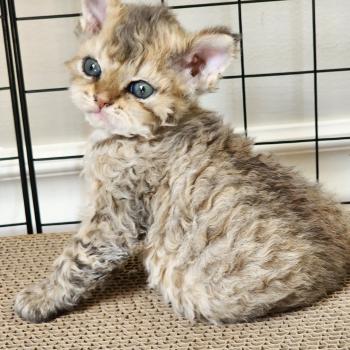 chaton Selkirk Rex Longhair brown spotted tabby Chatterie Ochatmouton