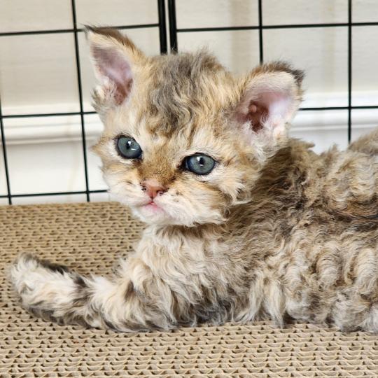 chaton Selkirk Rex Longhair brown spotted tabby Chatterie Ochatmouton