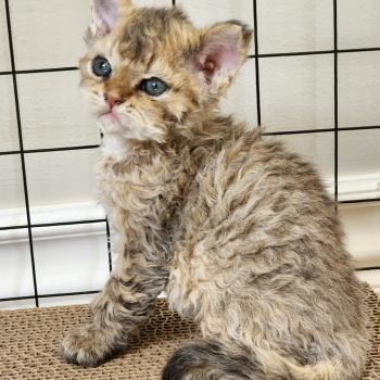 chaton Selkirk Rex Longhair brown spotted tabby Chatterie Ochatmouton