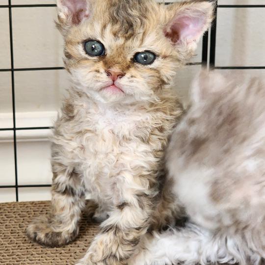 chaton Selkirk Rex Longhair brown spotted tabby Chatterie Ochatmouton