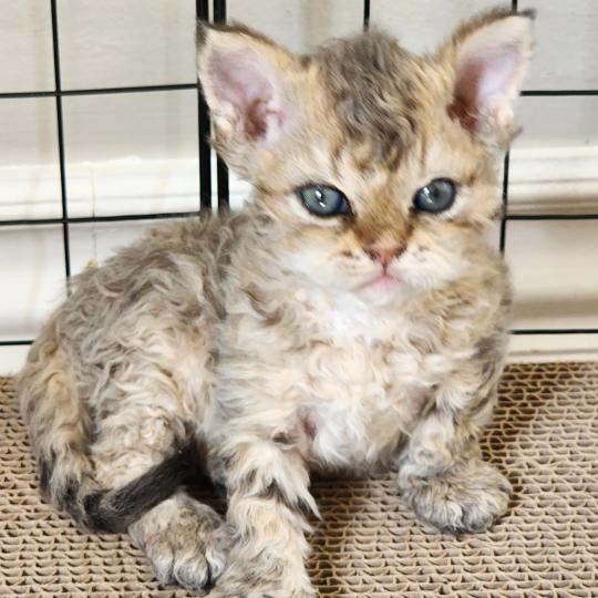 chaton Selkirk Rex Longhair brown spotted tabby Chatterie Ochatmouton