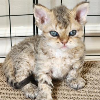 chaton Selkirk Rex Longhair brown spotted tabby Chatterie Ochatmouton