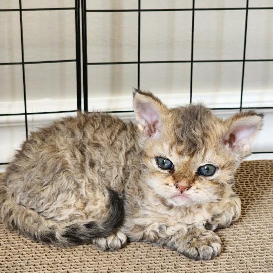 chaton Selkirk Rex Longhair brown spotted tabby Chatterie Ochatmouton