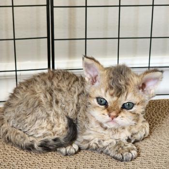chaton Selkirk Rex Longhair brown spotted tabby Chatterie Ochatmouton