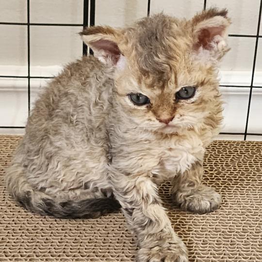 chaton Selkirk Rex Longhair brown spotted tabby Chatterie Ochatmouton