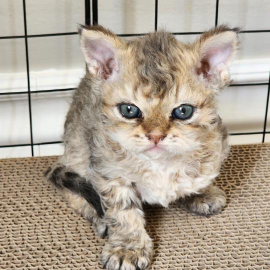 chaton Selkirk Rex Longhair brown spotted tabby Chatterie Ochatmouton