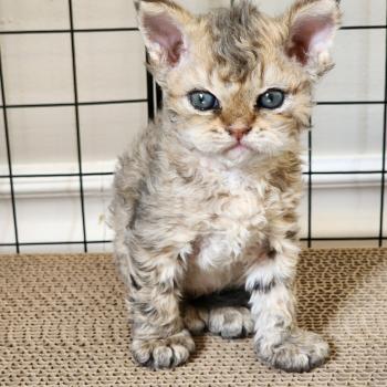 chaton Selkirk Rex Longhair brown spotted tabby Chatterie Ochatmouton