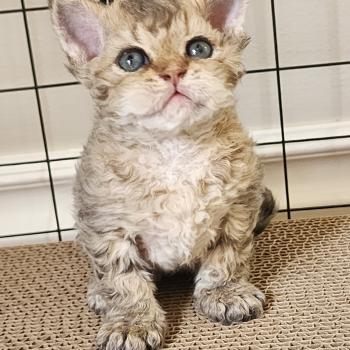 chaton Selkirk Rex Longhair brown spotted tabby Chatterie Ochatmouton