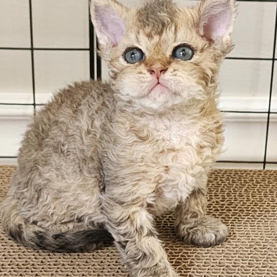 chaton Selkirk Rex Longhair brown spotted tabby Chatterie Ochatmouton