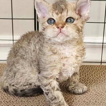 chaton Selkirk Rex Longhair brown spotted tabby Chatterie Ochatmouton
