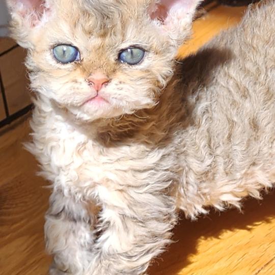 chaton Selkirk Rex Longhair brown spotted tabby Chatterie Ochatmouton