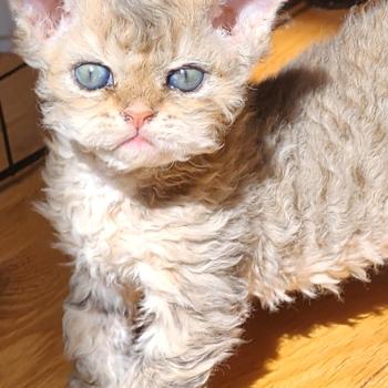 chaton Selkirk Rex Longhair brown spotted tabby Chatterie Ochatmouton
