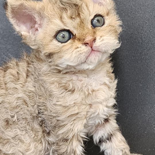 chaton Selkirk Rex Longhair brown spotted tabby Chatterie Ochatmouton