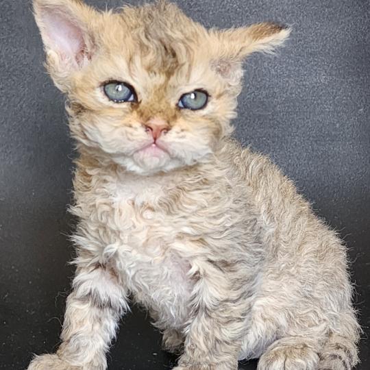 chaton Selkirk Rex Longhair brown spotted tabby Chatterie Ochatmouton