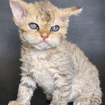 chaton Selkirk Rex Longhair brown spotted tabby Chatterie Ochatmouton