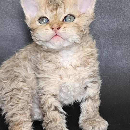 chaton Selkirk Rex Longhair brown spotted tabby Chatterie Ochatmouton