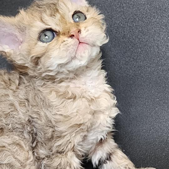 chaton Selkirk Rex Longhair brown spotted tabby Chatterie Ochatmouton