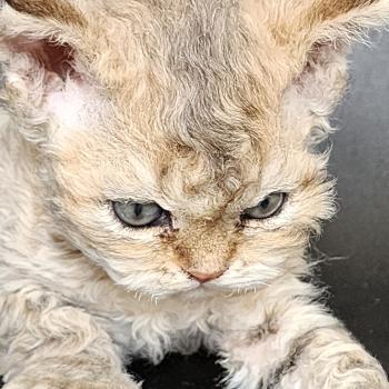 chaton Selkirk Rex Longhair brown spotted tabby Chatterie Ochatmouton