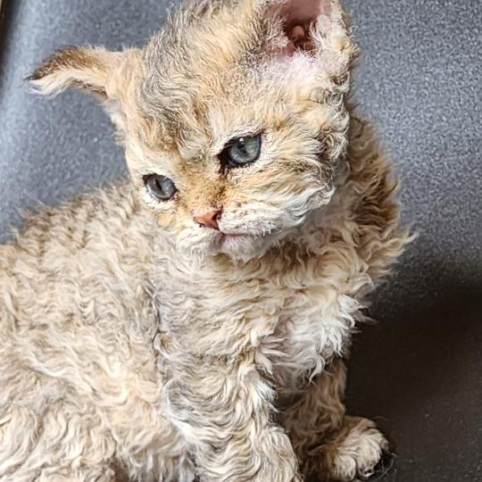 chaton Selkirk Rex Longhair brown spotted tabby Chatterie Ochatmouton