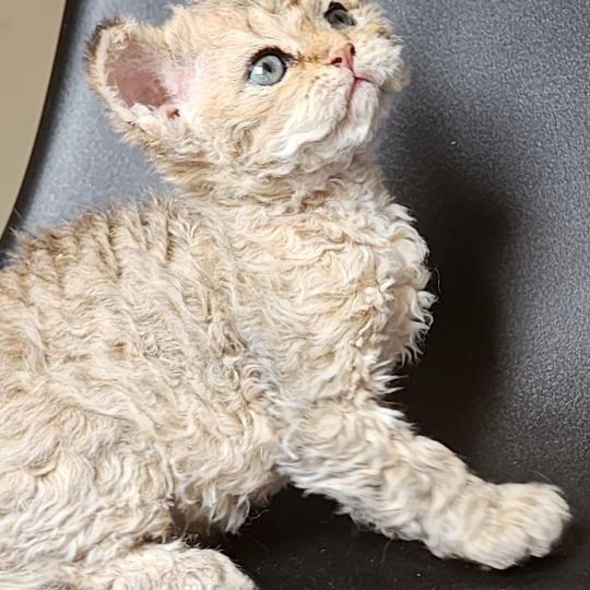 chaton Selkirk Rex Longhair brown spotted tabby Chatterie Ochatmouton