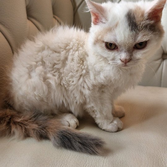 chaton Selkirk Rex blue tortie & blanc van Tulipe Chatterie Ochatmouton