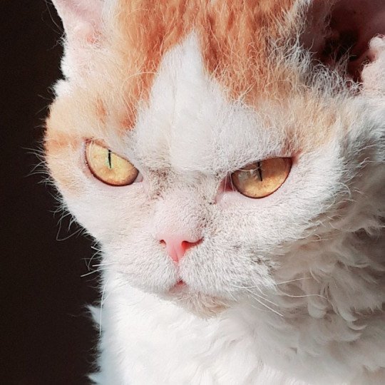 Arisha Femelle Selkirk Rex Arisha Femelle Selkirk Rex
