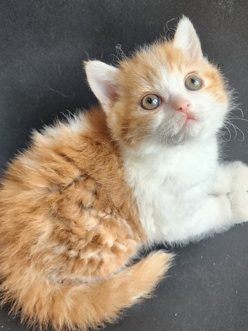 Jules Of Ochatmouton Mâle Selkirk Rex