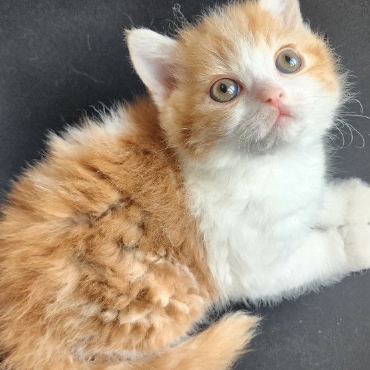 Jules Of Ochatmouton Mâle Selkirk Rex