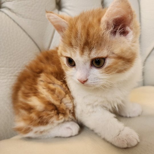 chaton Selkirk Rex red blotched tabby bicolor Jules Chatterie Ochatmouton