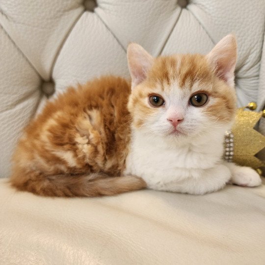chaton Selkirk Rex red blotched tabby bicolor Jules Chatterie Ochatmouton