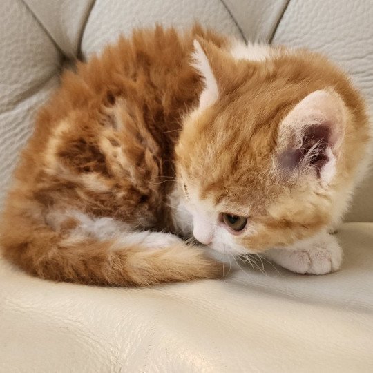 chaton Selkirk Rex red blotched tabby bicolor Jules Chatterie Ochatmouton